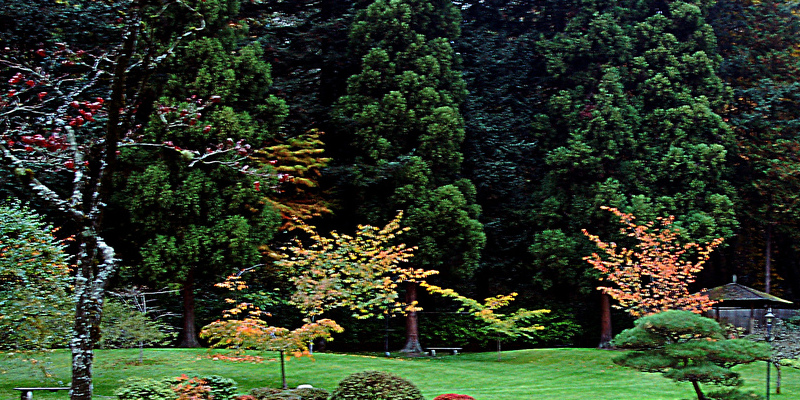 autumn-blaze-trees-amp-pruning-593f8f78f1a09.jpg