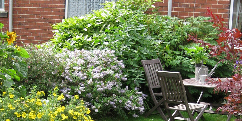 the-best-way-to-maintain-a-arborvitae-shrub-593eedcb6243a.jpg