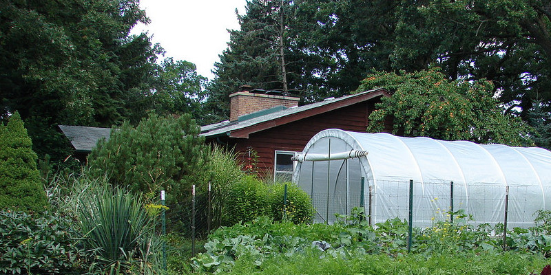 the-best-way-to-get-cleared-of-cabbage-beetles-593fe4dd28997.jpg