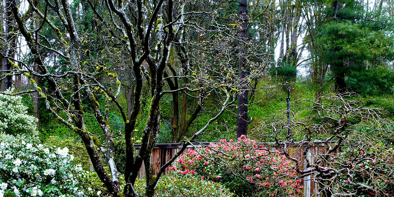 the-best-way-to-prune-an-outdated-leggy-rhododendron-59400b6092273.jpg