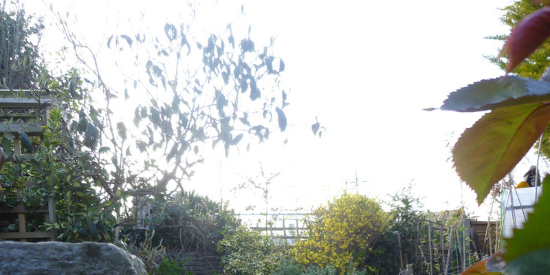 how-to-plant-pandan-5999c3613ee86.jpg