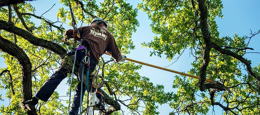 tree-care-tips-to-keep-your-tree-healthy.jpg