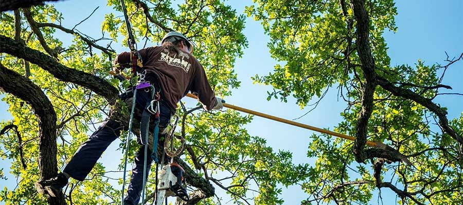 tree removal in Chilliwack