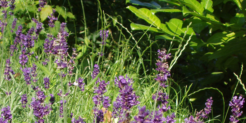 what-are-some-good-foundation-plants-with-some-pop-and-color-59993360478e1.jpg
